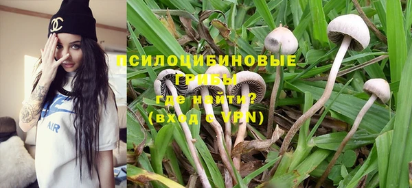 прущие грибы Михайлов